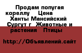 Продам попугая кореллу. › Цена ­ 3 000 - Ханты-Мансийский, Сургут г. Животные и растения » Птицы   